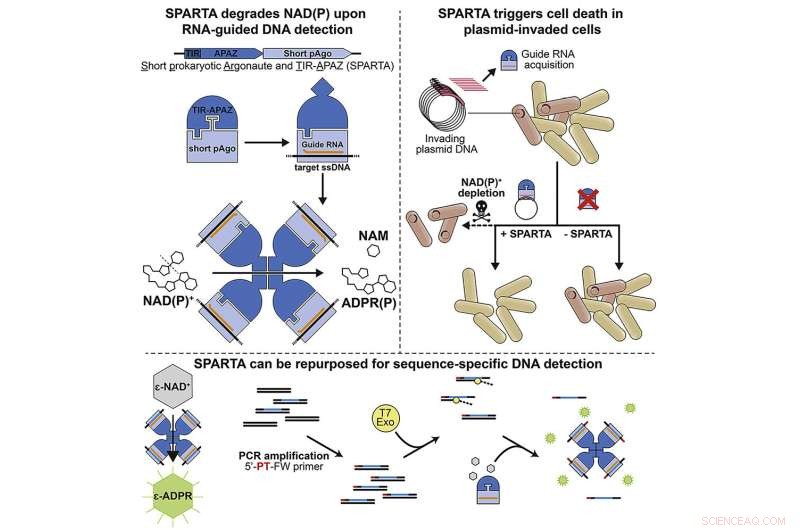 Novel Bacterial Immune System Discovered: A New Frontier in Microbiology