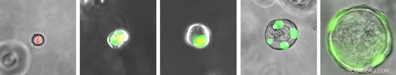 Novel Lung Cell Type Discovered with Regenerative Potential