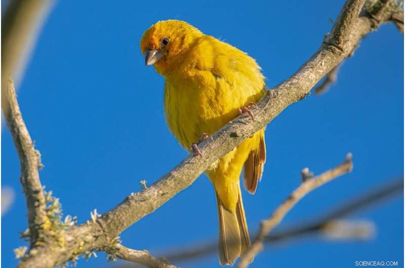 AI Confirms: Bird Coloration Intensifies Near the Equator - New Research