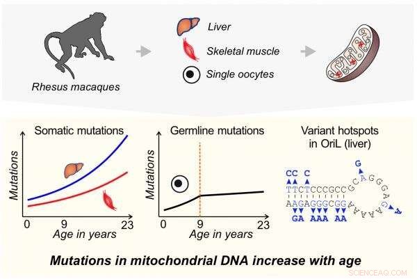 Primate Egg Cells Show Enhanced Protection Against Age-Related Mutations