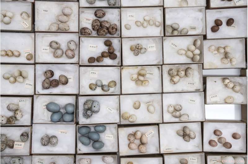 Early Birding: Chicago Birds Nesting & Laying Eggs Sooner Due to Climate Change