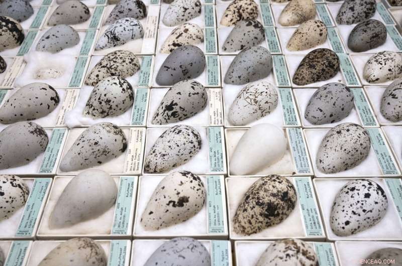 Early Birding: Chicago Birds Nesting & Laying Eggs Sooner Due to Climate Change