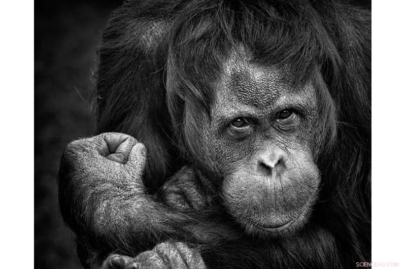 Orangutan Conservation: Evaluating Cost-Effective Strategies for Success