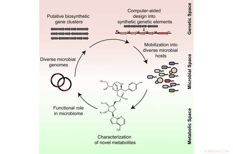 Novel Synthetic Genetic Element Enables Molecular Function Studies Across Organisms