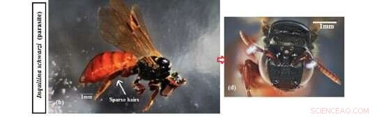 Native Parasite-Bee Interactions: A Deadly Evolutionary Arms Race