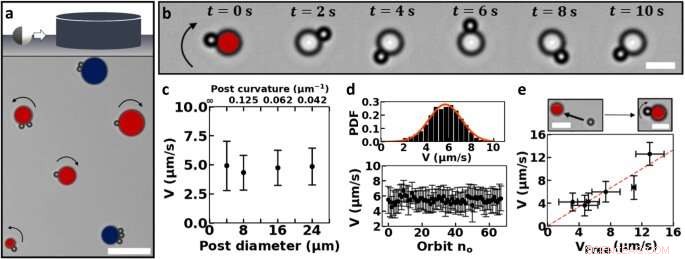 Coordinated Microswimmer Motion Mimicking Bacterial Behavior