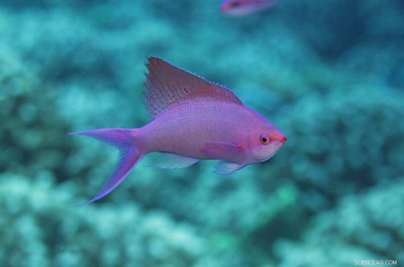 Understanding Coral Reef Ecosystems: Key Processes and Management Challenges