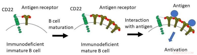 Dual Role of Protein in B Cell Receptor Signaling: Inhibition and Activation