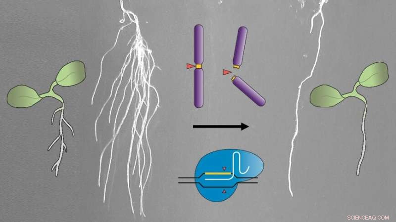 CRISPR-Kill: Precise Cell Elimination for Plant Research and Beyond