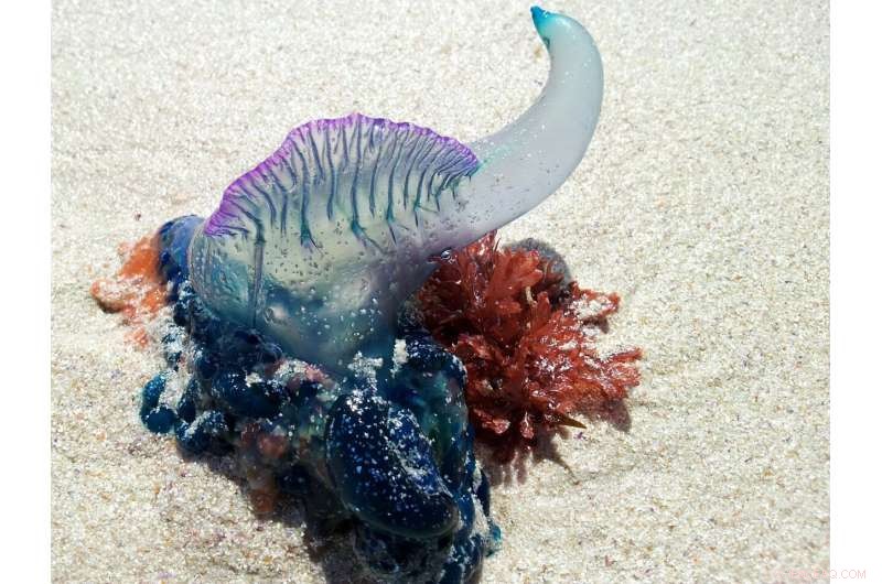 Portuguese Man-of-War Alert: Safety & Health Risks in South Florida