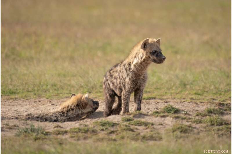 Climate Change Impacts Hyena Foraging: New Research from Kenya