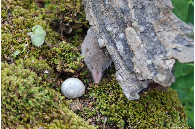 Urbanization s Impact on Shrew Populations: A Case Study of the Greater White-Toothed Shrew