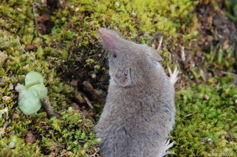 Urbanization s Impact on Shrew Populations: A Case Study of the Greater White-Toothed Shrew