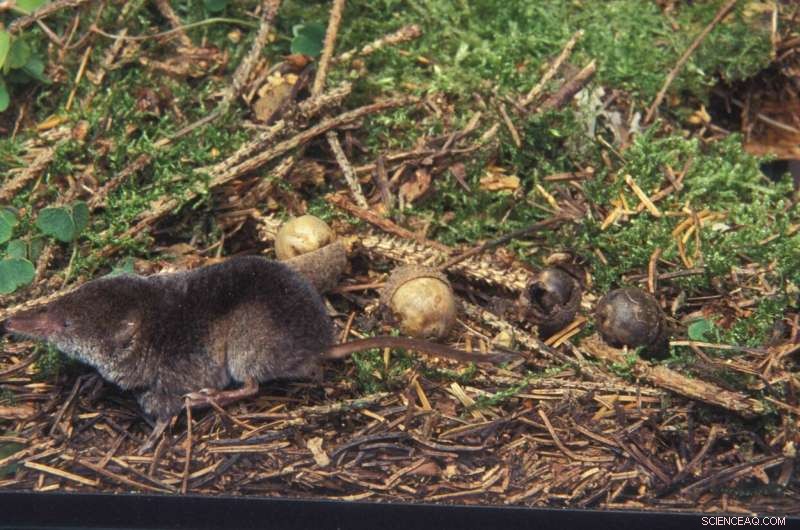 Urbanization s Impact on Shrew Populations: A Case Study of the Greater White-Toothed Shrew