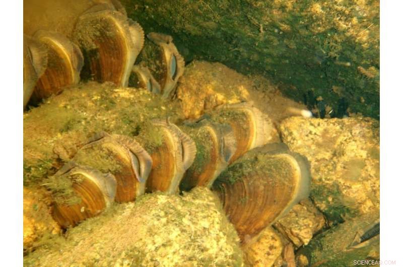 Freshwater Mussels: Natural Protection Against Fish Diseases