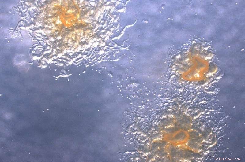 Freshwater Mussels: Natural Protection Against Fish Diseases