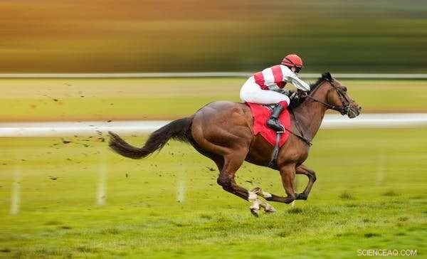 Ethical Training of Elite Performance Horses: A Guide to Athletic Excellence