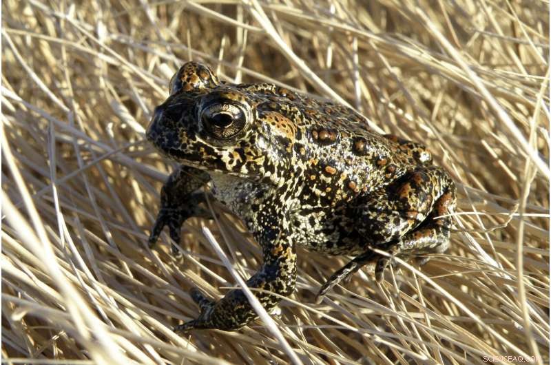 Endangered Nevada Toad: Geothermal Plant Threatens Habitat