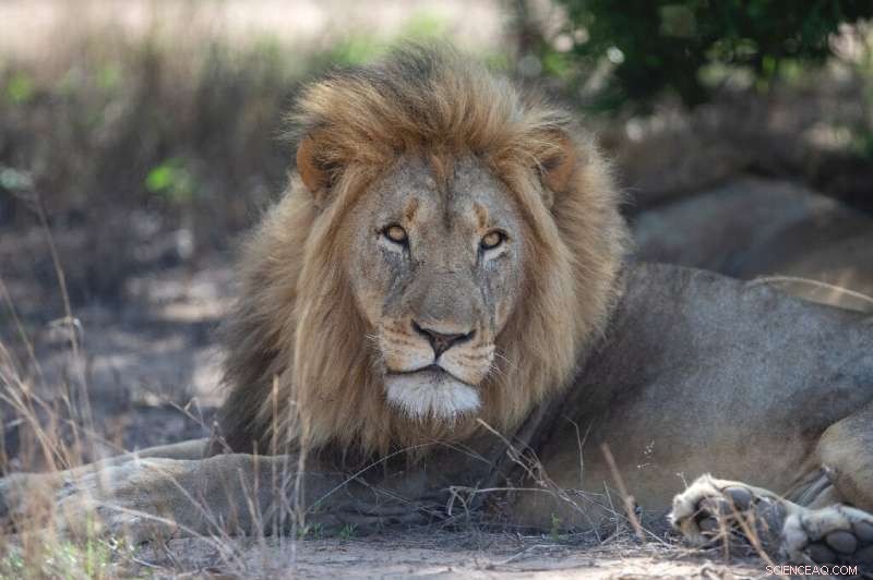 Oxytocin s Surprising Effect on Lions: From Fierce to Friendly