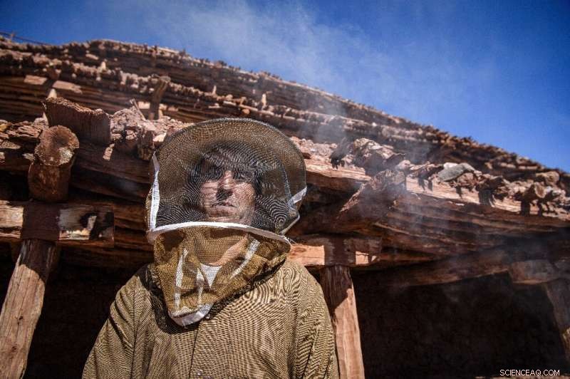 Morocco s Ancient Beehives Threatened by Drought – A Cultural and Economic Crisis
