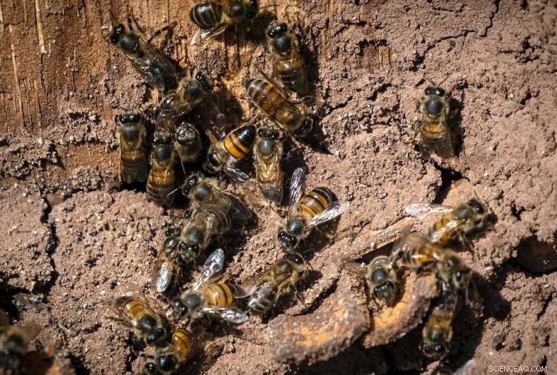 Morocco s Ancient Beehives Threatened by Drought – A Cultural and Economic Crisis
