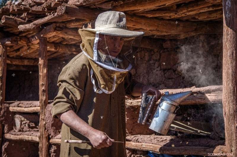 Morocco s Ancient Beehives Threatened by Drought – A Cultural and Economic Crisis