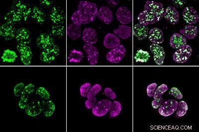 Chromatin Mapping Reveals Key Factors in Placental Stem Cell Identity