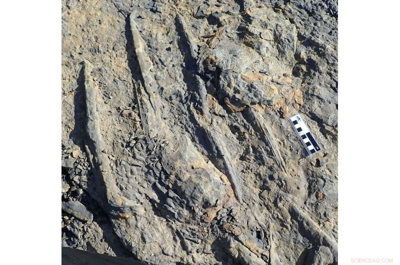Giant Prehistoric Crocodiles Roamed Northern British Columbia - New Fossil Evidence