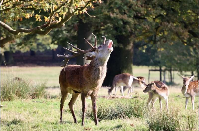 COVID-19 Resistance in European Deer: A Contrast with North American Deer