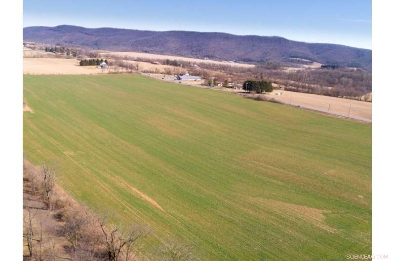 Cover Crops: A Powerful Alternative to Insecticides for Pest Management