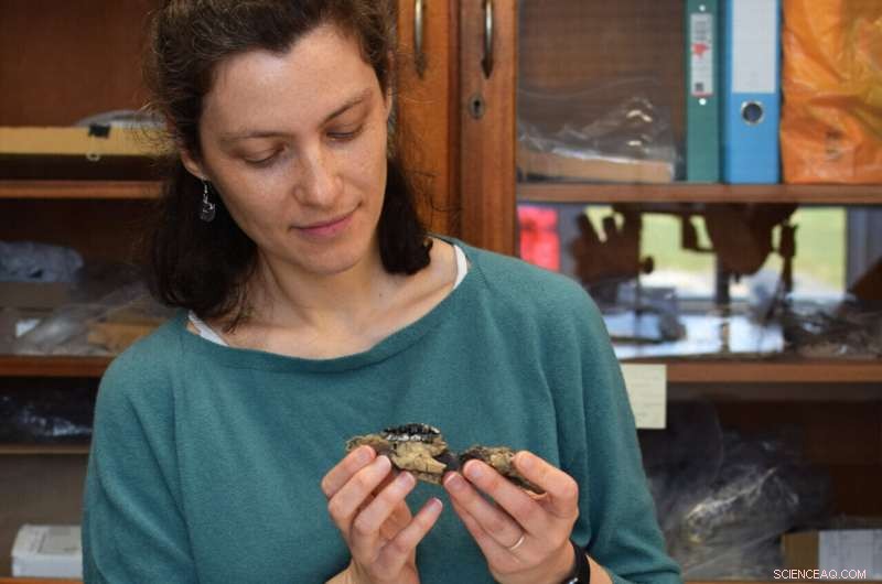 Mammalian Evolution: Strength Over Brainpower After the Dinosaurs