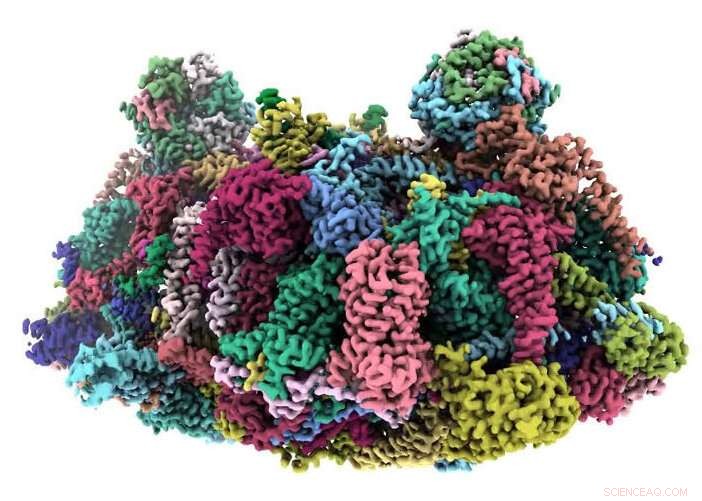 Novel Respiration Mechanism Discovered in Tetrahymena