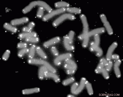 Decoding the Human Genome: The Importance of Repetitive DNA