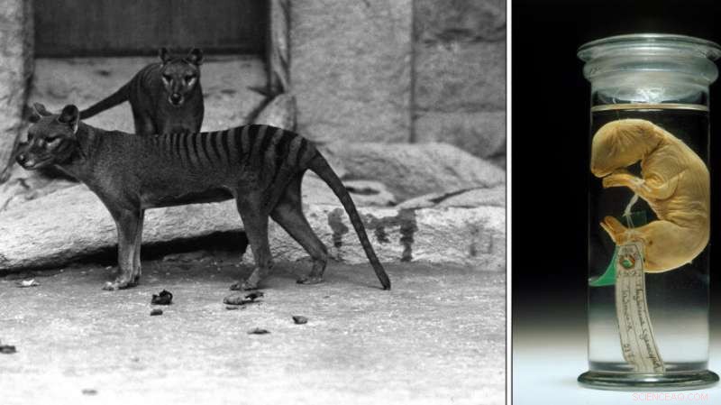 Thylacine Genome Sequencing: Unlocking Secrets of the Extinct Tasmanian Tiger
