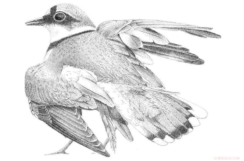 Broken Wing Display: A More Common Predation Strategy in Birds