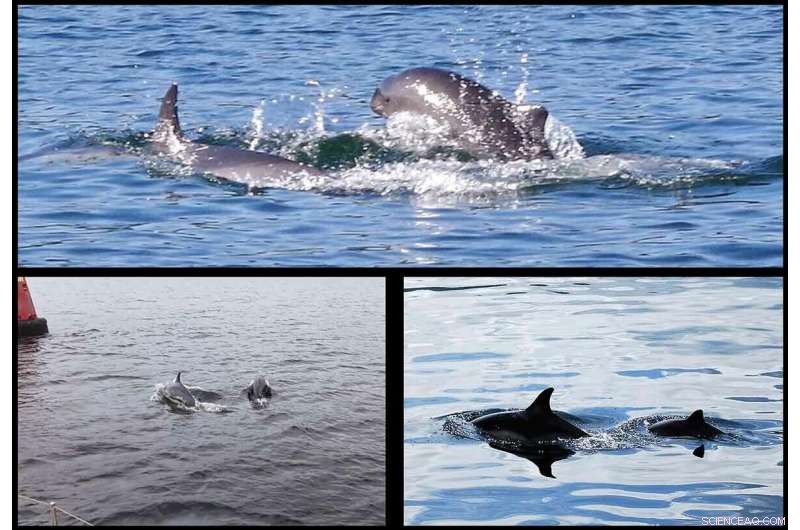 Dolphin-Porpoise Communication: A Rare Encounter in the Firth of Clyde