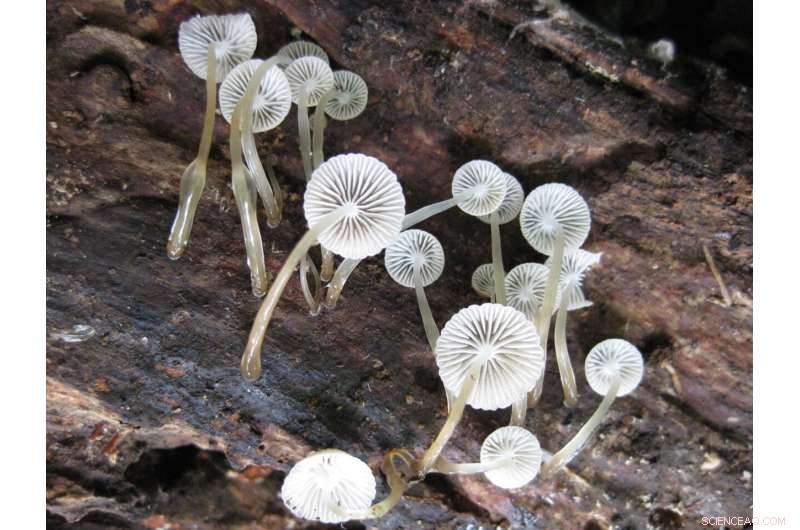 Mo orea Island Reveals Astonishing Fungal Diversity: A New Species Survey