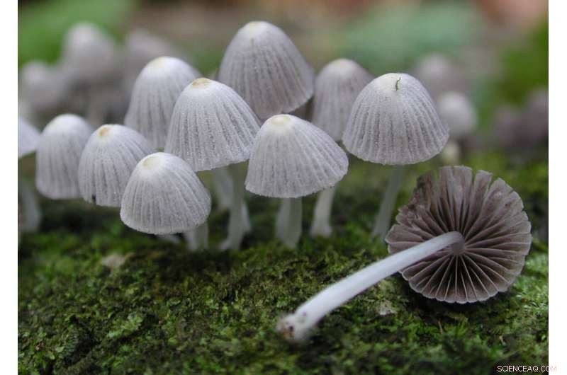 Mo orea Island Reveals Astonishing Fungal Diversity: A New Species Survey