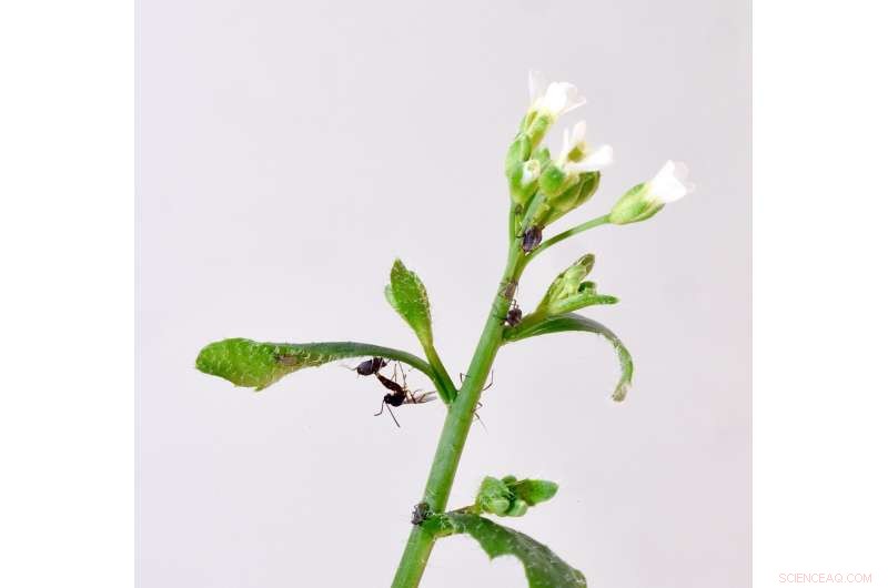 A Single Gene s Impact on Ecosystem Diversity: A Case Study