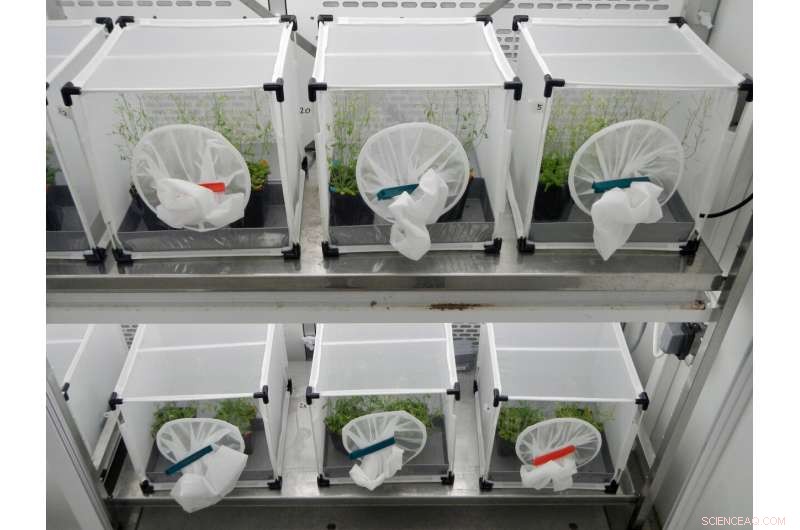 A Single Gene s Impact on Ecosystem Diversity: A Case Study