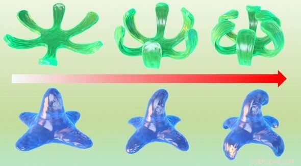 4D Bioprinting: Scientists Create Shape-Changing Tissue Constructs