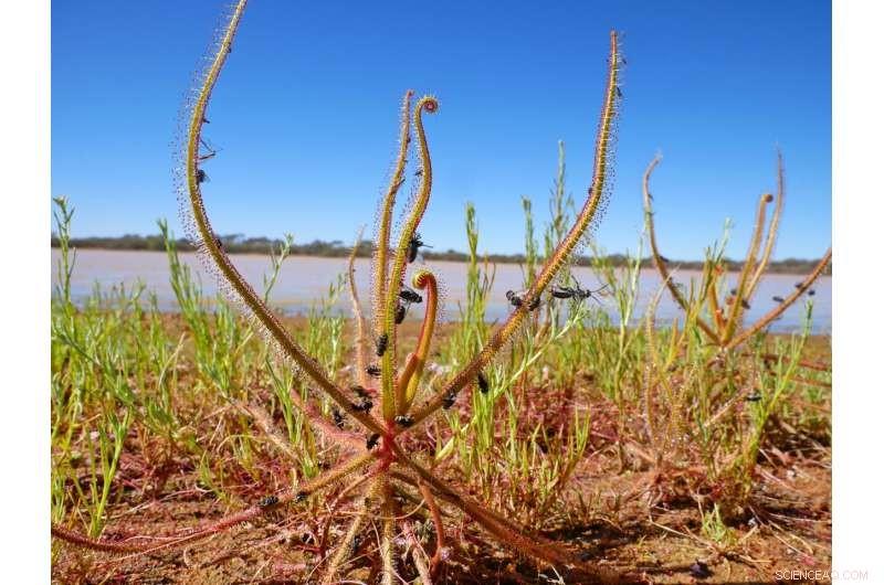 Botanical CSI: Innovative DNA Tech to Protect Endangered Carnivorous Plants