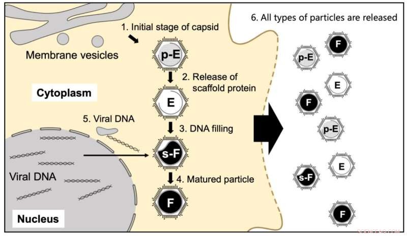 Giant Virus Maturation: New Insights from Medusavirus Research