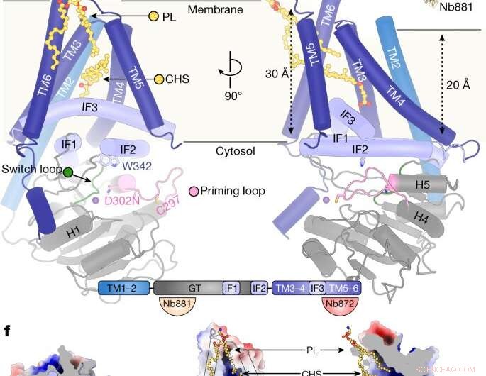 Hyaluronic Acid Synthesis: Breakthrough Research for Novel Therapies