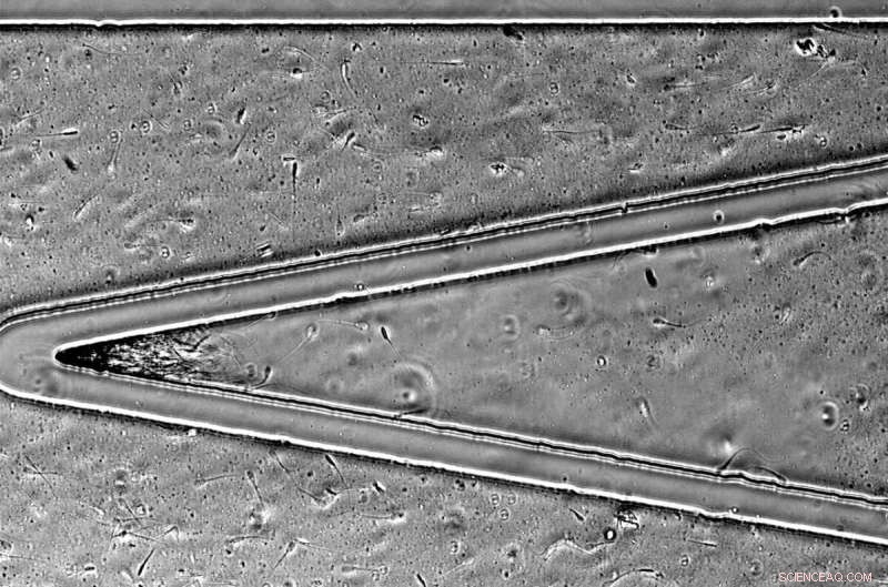 Quick Bull Virility Test: Assess Breeding Potential Easily