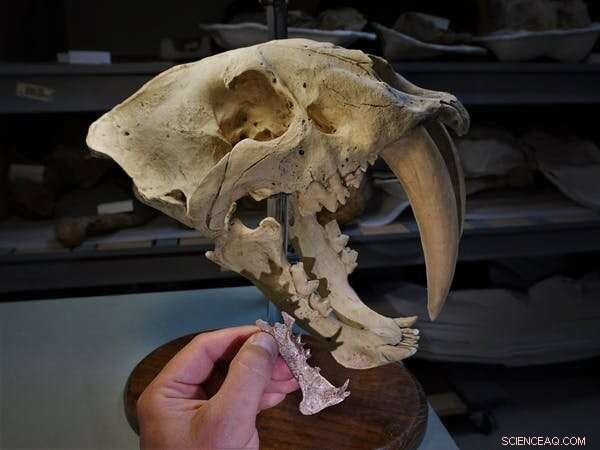 Diegoaelurus: Unearthing an Ancient Saber-Toothed Predator – Differences from Modern Cats