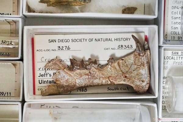 Diegoaelurus: Unearthing an Ancient Saber-Toothed Predator – Differences from Modern Cats