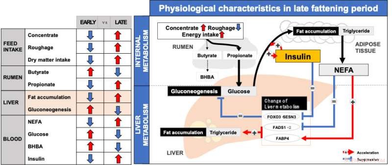 Physiological Changes in Japanese Black Cattle During Feeding: A Research Update