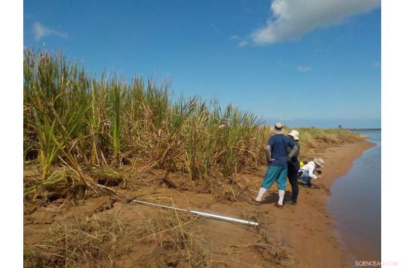 Aquatic Plants Effectively Remove Iron Contamination: A Phytoremediation Study