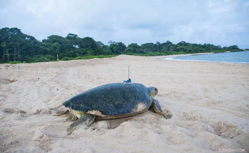 West Africa s Marine Protected Areas Safeguard Green Turtle Habitats
